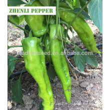 P29 Zhenli f1 híbrido semillas de pimiento verde pálido para plantar